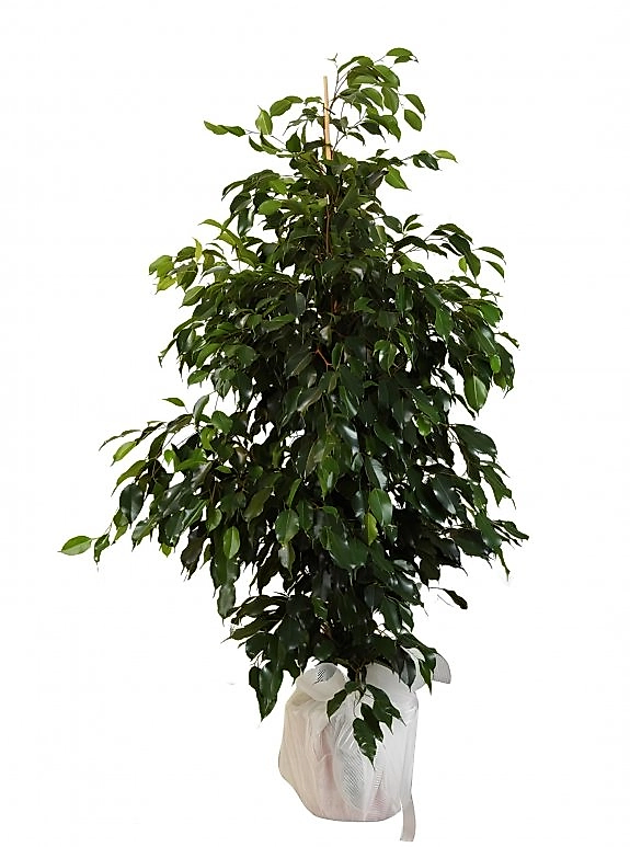 Büyük Boy Ficus Benjamin